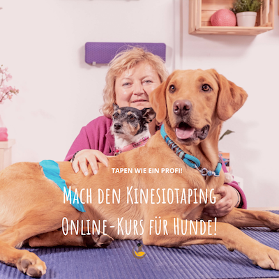 Hund mit Kinesiotape auf der Schulter – Online-Kurs für Hunde