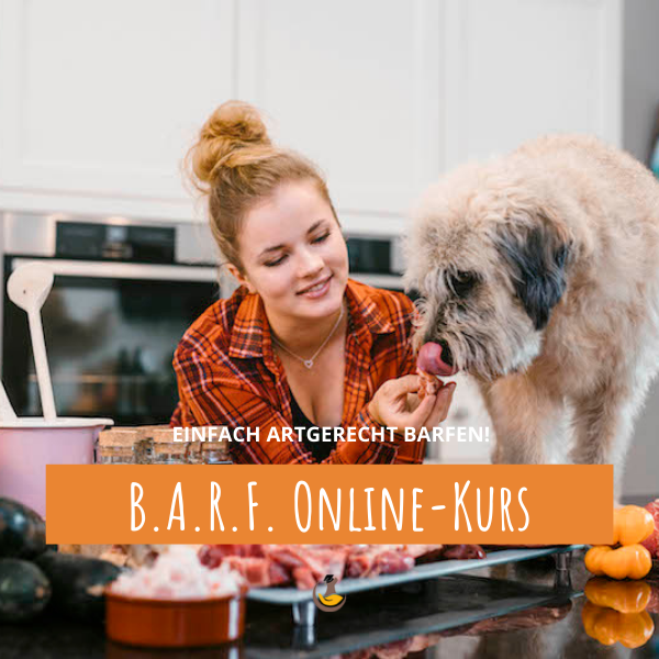 Frau füttert Hund rohes Fleisch – B.A.R.F. Online-Kurs
